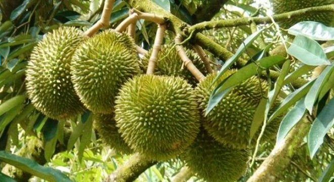 durian